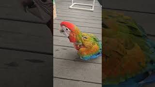 baby jubilee macaw