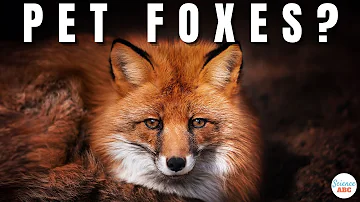 Is it bad to have a fox in your yard?