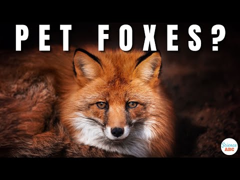 Video: Pet Fox Care: Temel Bilgiler