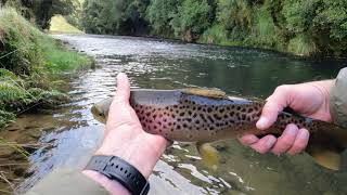 Small Brown Trout on the Euro rig