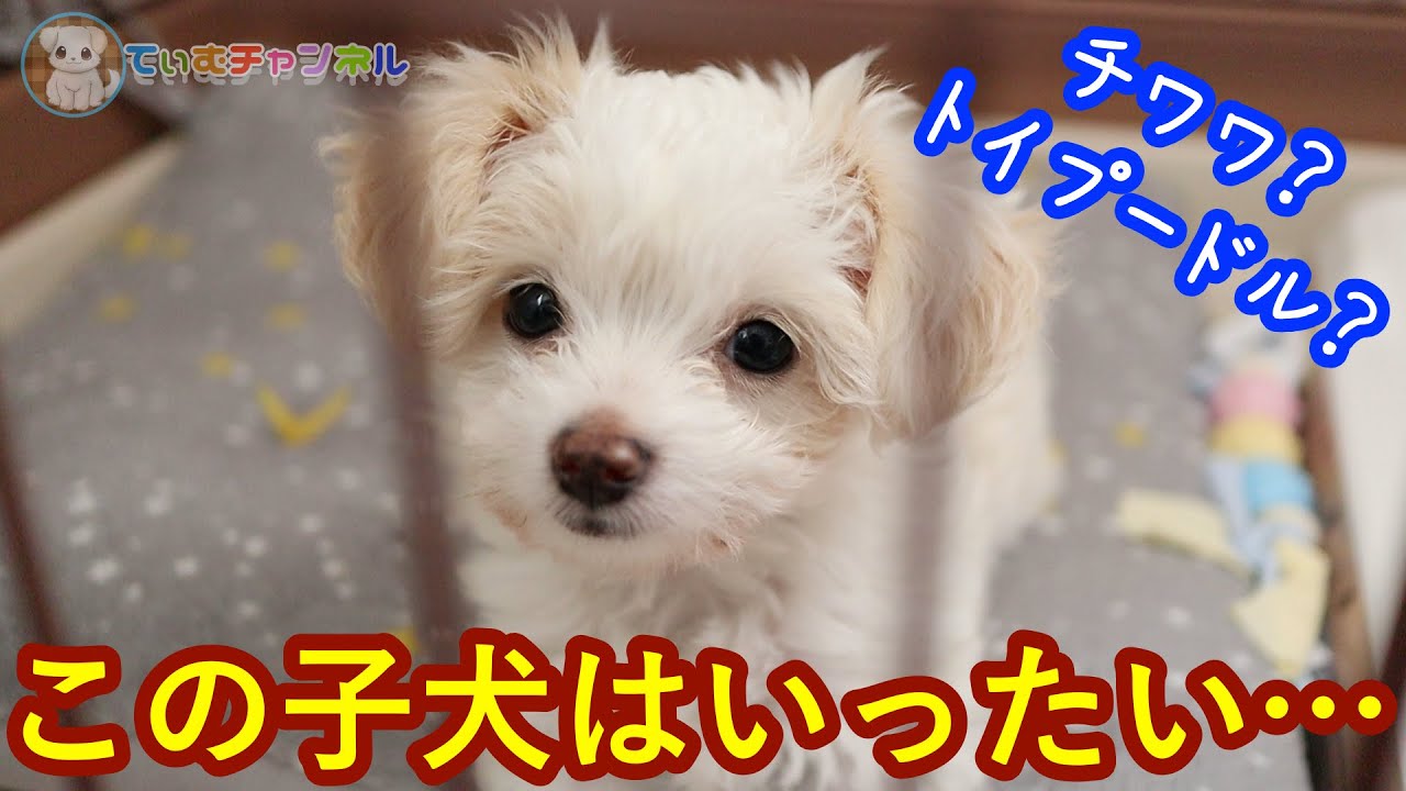 ふわもこ赤ちゃん かわいい子犬がyoutuberデビュー 001 Youtube