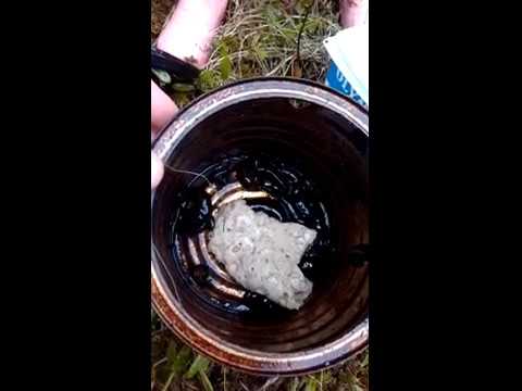 How to catch leeches! - YouTube