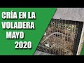 CRÍA CANARIOS (CRÍA EN LA VOLADERA) MAYO 2020