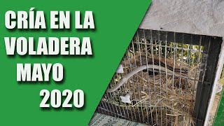 CRÍA CANARIOS (CRÍA EN LA VOLADERA) MAYO 2020