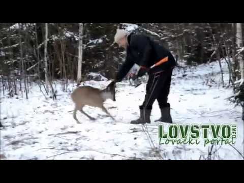 Roedeer attack hunter - Srndać napada lovca - Lovacki portal http://lovstvo.info