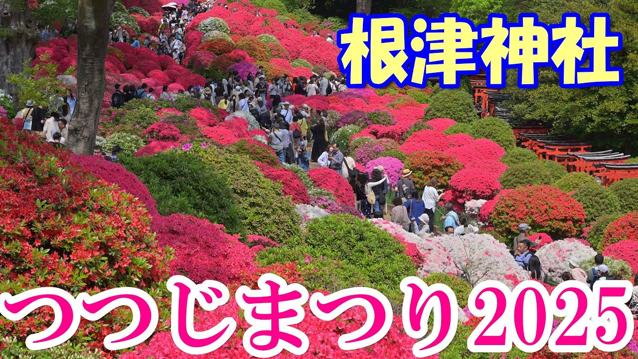 4K】[VLOG] ツツジ見頃！＠根津神社2025/4/19 - YouTube