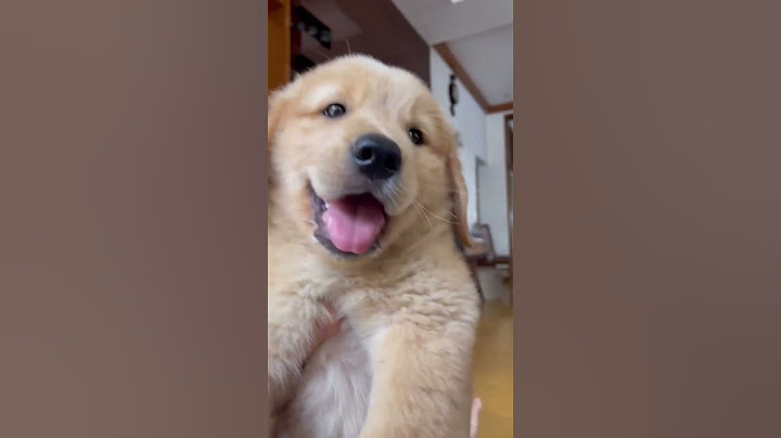 watch this video before buying a golden retriever❤ 😍