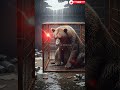The Emotional Rescue of a Circus Bear #AnimalRescue #EpicAnimalRescue
