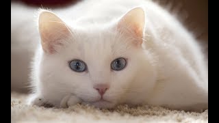 Кот преодолел полмира, чтобы вернуться в свою семью