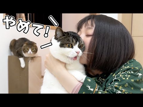 ママが猫吸いしたら息子猫の感情がなくなってしまいました…