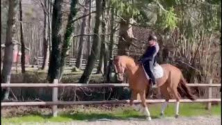 Ibiza - Fürst Heinrich Stute, Geb. 2017