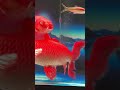 Ngắm cá chill #xuhuongyoutube #viral