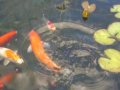 my fish........koi &amp; goldies in my outdoor pond