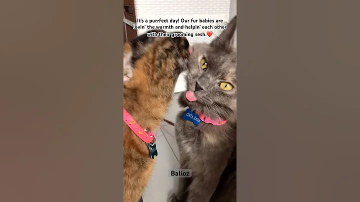 Watch the video about Do your kitties groom each other too? #funny #cat #catlovers #catshort #catvideo #animals