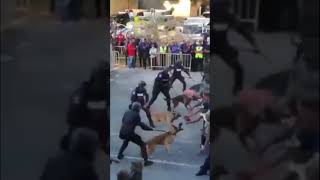 Police dogs doing well in stopping protesters by Herman van Noordwyk 32 views 1 year ago 1 minute, 27 seconds