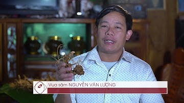 Phim Tài Liệu Sâm Nghị Gia - Sâm Ngọc Linh