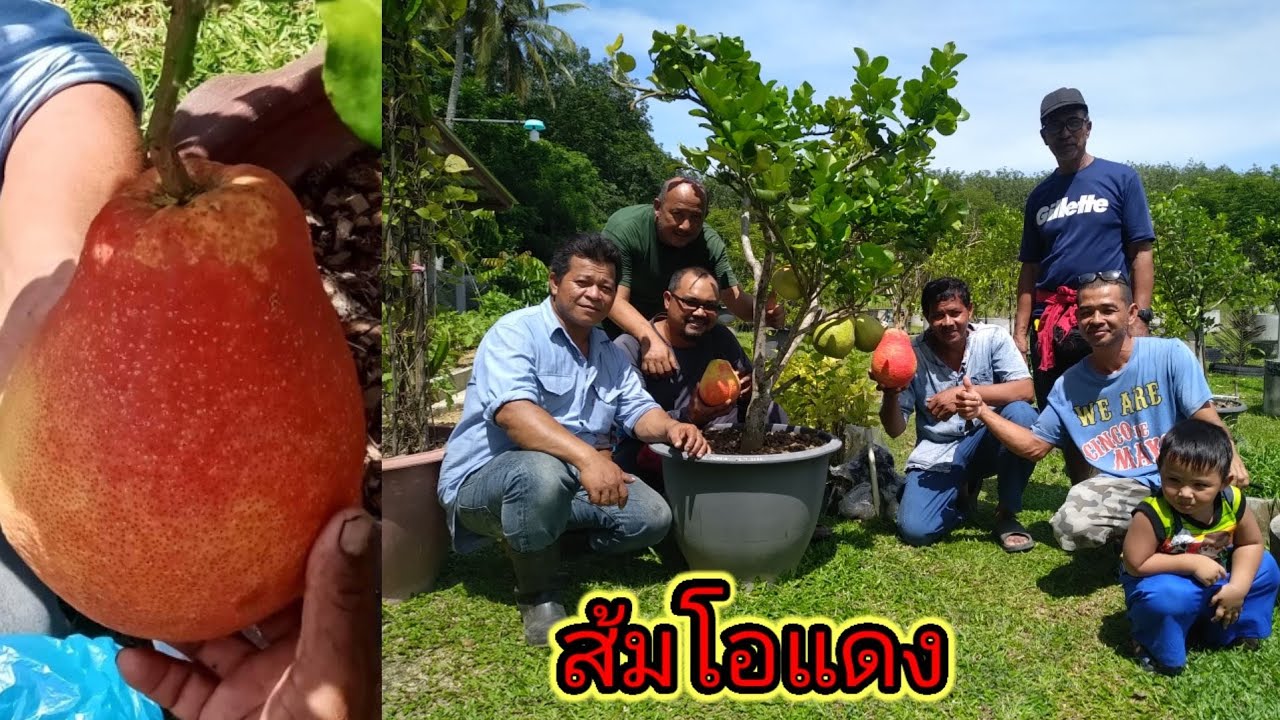 ส้มสายพันธุ์ต่างๆ  2022 Update  ส้มโอแดง ครูเอ สวนน้ำขน/ เกษตรหนุกหนานสงขลา