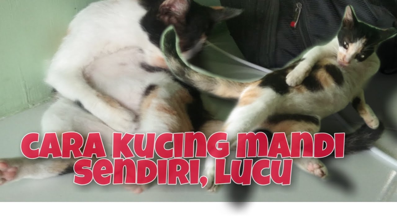 cara Lucu kucing mandi sendiri kucinglucu kucingmandi 