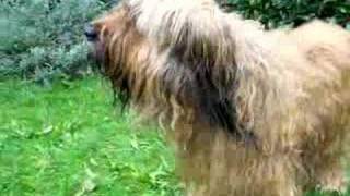 BRIARD  My almost 13.5 yr old Briard Jip by gewoondirk 9,310 views 16 years ago 1 minute, 22 seconds