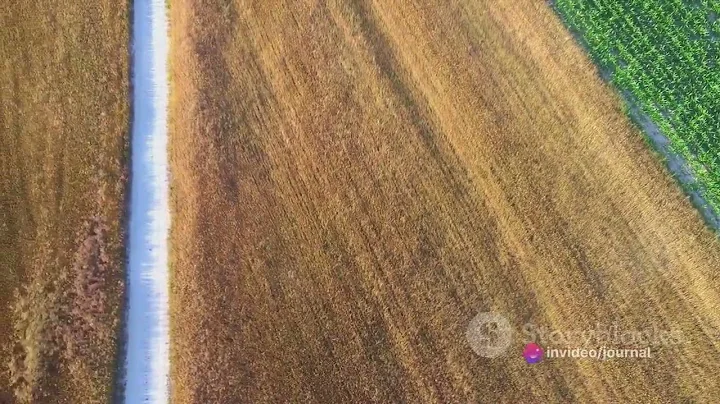 Boosting Maize Yield: The Power of Pigeon Pea Green Manuring and Nitrogen Fertilization