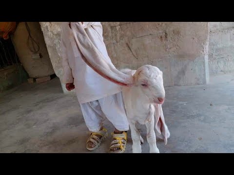 Million Worth Gulabi Goat Breed Complete Documentary with English Translations