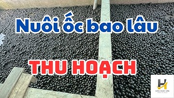 Nuôi ốc bươu đen bao lâu thì thu hoạch ?