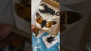 Real insects #resinart #diyshorts #shorts