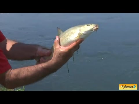 Video: Un Uomo Che Pesca Nel Suo Salotto