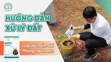 Chặn đứng héo xanh trên cây trồng bằng giải pháp xử lý đất siêu đơn giản