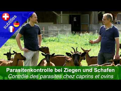 Video: In Tatarstan Wurden Ziegen Von Einem Unbekannten Tier Geblutet - Alternative Ansicht