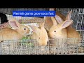 How fast Flemish giant rabbits grow up. showing different stages.