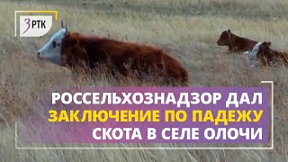 Россельхознадзор дал заключение по падежу скота в селе Олочи