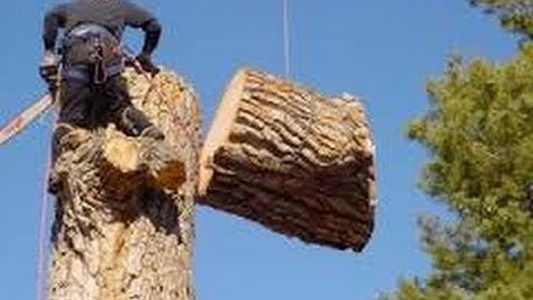 Tree Climbing techniques and tall tree cutting techniques with Ace Tree