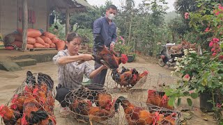 Catch chickens to sell to traders.  Take care of chicks that grow up very quickly.  (Episode 151).