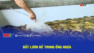 Bắt lươn đẻ trong ống nhựa | Hà Tĩnh 24h