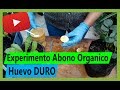 Experimento Cómo hacer abono orgánico con Huevo DURO método único para la huerta - Video 1