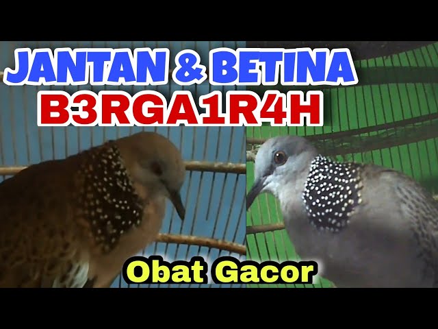 B3rga1r4h‼️Suara Derkuku Jantan & Betina Saling M3ngg0d4. Obat Gacor class=