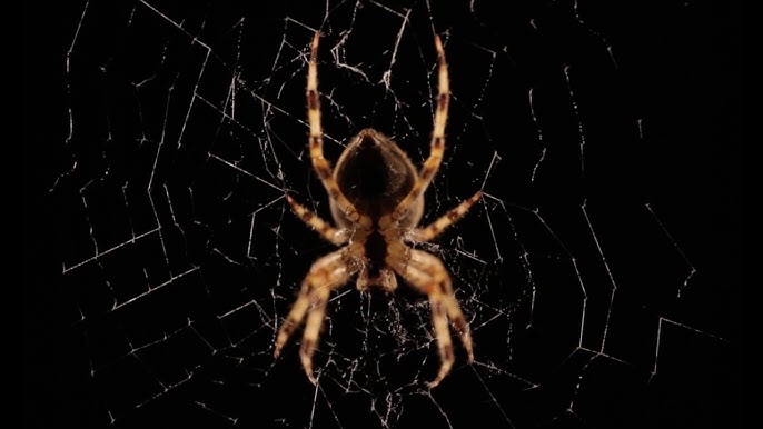 15 COOL SPIDER WEBS 