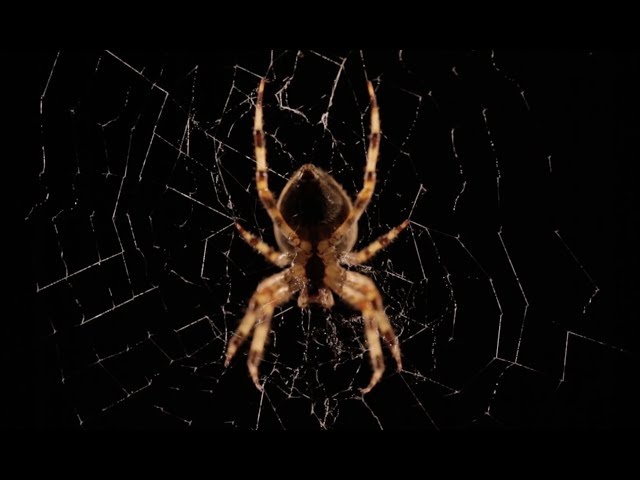 Time-Lapse of Spider Making Its Web Is Mesmerizing - Nerdist
