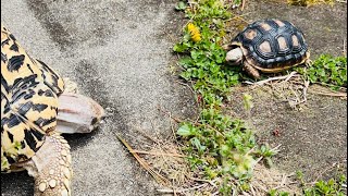 Sheldon & Moses #Spring2024 by A Mystical Moment🌺 146 views 1 month ago 2 minutes, 30 seconds