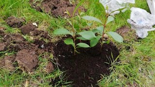 How to plant java plum/black plum| Indoor Garden