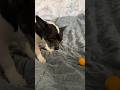 Минусы чихуахуа #dog #собаки #животные #чихуахуа #chihuahua