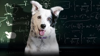 (Smartest Dog Breeds) اذكي انواع الكلاب