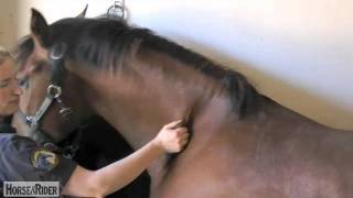 How to do a Neck Twitch with Liphook Equine Hospital | HorseandRider UK