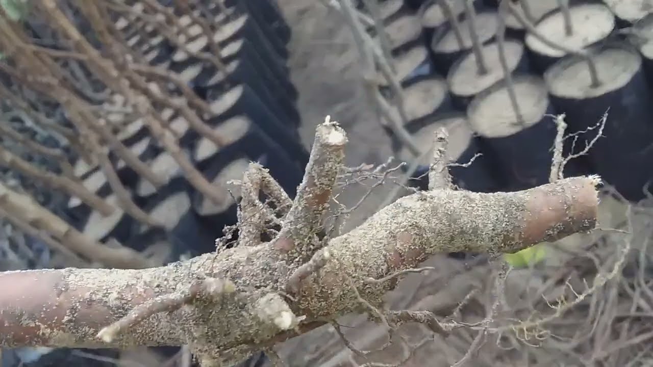 وصول الاشجار الملش وزراعتها