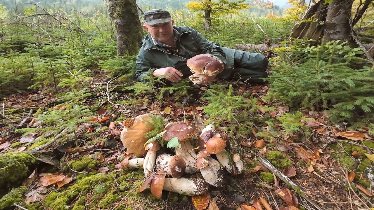 Збираємо чергові сім’ї білих грибів.