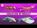 Evolution Of Whales - The Dr. Binocs Show | Best Learning Videos For Kids | Peekaboo Kidz