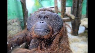 картинка: В зоопарк привезли экзотического зверя