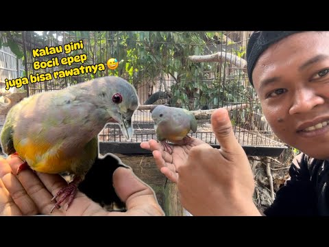 Gak nyangka !!! Segampang ini bisa jinaknya 😅😅/punai daun/gading