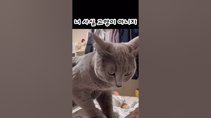 고양이가 이렇게 애교를 부린다면?